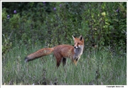 Red Fox 1